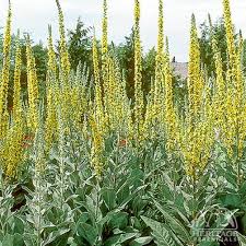 Attēlu rezultāti vaicājumam “Verbascum”