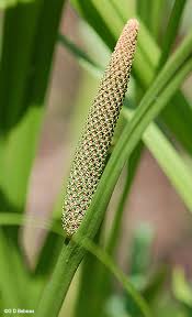 Attēlu rezultāti vaicājumam “Acorus calamus fruit”