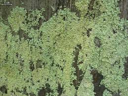 Attēlu rezultāti vaicājumam “Parmeliopsis ambigua”