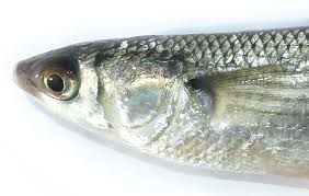 Image result for Chelon ramada