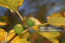Attēlu rezultāti vaicājumam “Acer campestre fruit”
