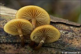 Attēlu rezultāti vaicājumam “Galerina marginata”