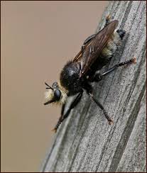Attēlu rezultāti vaicājumam “Laphria gibbosa”