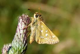 Attēlu rezultāti vaicājumam “Hesperia comma”