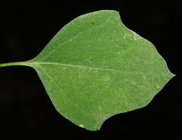 Attēlu rezultāti vaicājumam “Chenopodium acerifolium leaf”
