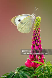 Attēlu rezultāti vaicājumam “Pieris rapae”