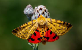 Attēlu rezultāti vaicājumam “Rhyparia purpurata”