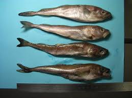 Image result for Boreogadus saida