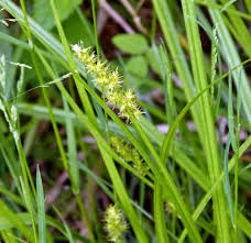 Attēlu rezultāti vaicājumam “Carex caryophyllea fruit”