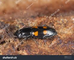 Attēlu rezultāti vaicājumam “Glischrochilus hortensis”