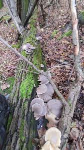 Attēlu rezultāti vaicājumam “Vouauxiomyces santessonii”