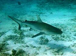Image result for Carcharhinus galapagensis