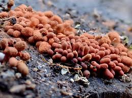 Attēlu rezultāti vaicājumam “Lycogala epidendrum aggr. plasmodium”