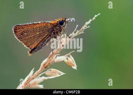 Attēlu rezultāti vaicājumam “Thymelicus lineola underside”