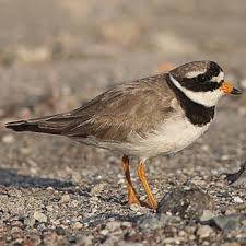 Attēlu rezultāti vaicājumam “Charadrius hiaticula”