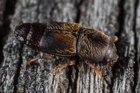 Attēlu rezultāti vaicājumam “Nitidulidae”