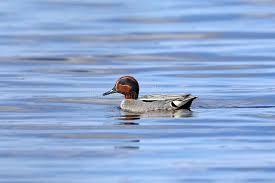 Attēlu rezultāti vaicājumam “Anas crecca male”