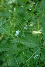 Attēlu rezultāti vaicājumam “Vicia hirsuta fruit”