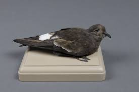 Image result for Oceanites oceanicus