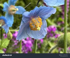 Image result for Meconopsis betonicifolia