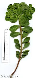 Attēlu rezultāti vaicājumam “Euphorbia helioscopia”