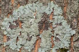 Attēlu rezultāti vaicājumam “Punctelia subrudecta”