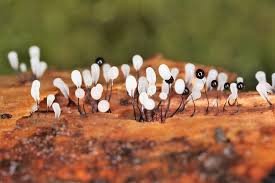 Attēlu rezultāti vaicājumam “Comatricha nigra”