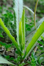 Attēlu rezultāti vaicājumam “Picris hieracioides”