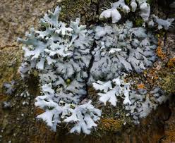 Attēlu rezultāti vaicājumam “Physcia adscendens”