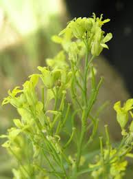 Attēlu rezultāti vaicājumam “Sisymbrium volgense leaf”