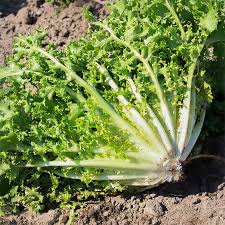 Image result for Endivie