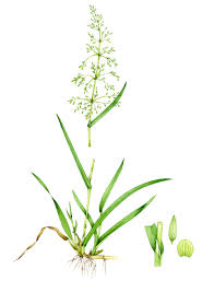 Attēlu rezultāti vaicājumam “Milium effusum flower”