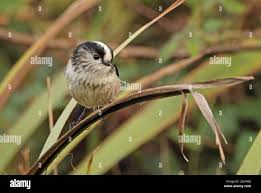 Attēlu rezultāti vaicājumam “Aegithalos caudatus adult”