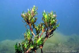 Attēlu rezultāti vaicājumam “Najas marina”