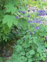 Image result for Akelei