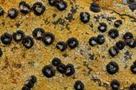 Attēlu rezultāti vaicājumam “Porpidia macrocarpa”