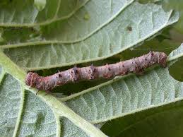 Attēlu rezultāti vaicājumam “Phigalia pilosaria”