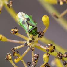 Attēlu rezultāti vaicājumam “Orthops campestris”