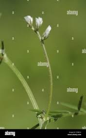 Attēlu rezultāti vaicājumam “Vicia hirsuta fruit”