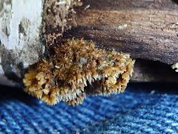 Attēlu rezultāti vaicājumam “Gloiodon strigosus”