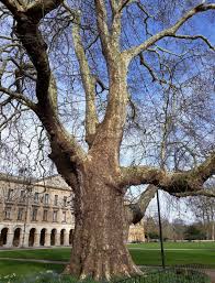 Attēlu rezultāti vaicājumam “Platanus x hispanica (syn. Platanus x acerifolia)”