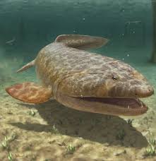 Attēlu rezultāti vaicājumam “Laccognathus panderi”