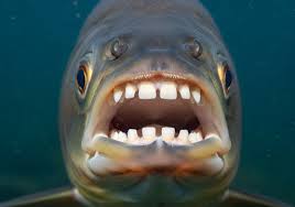 Image result for Archosargus probatocephalus