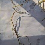 Attēlu rezultāti vaicājumam “Potamogeton trichoides leaf”