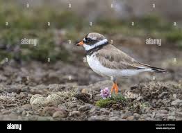 Attēlu rezultāti vaicājumam “Charadrius hiaticula”