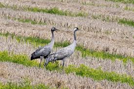 Attēlu rezultāti vaicājumam “Grus grus”