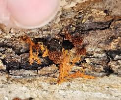 Attēlu rezultāti vaicājumam “Metatrichia vesparia stalked”