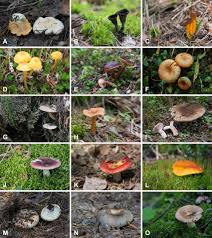 Attēlu rezultāti vaicājumam “Cantharellus lutescens”