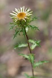 Attēlu rezultāti vaicājumam “Carlina vulgaris”