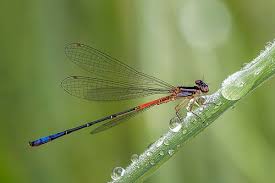 Attēlu rezultāti vaicājumam “Coenagrionidae”